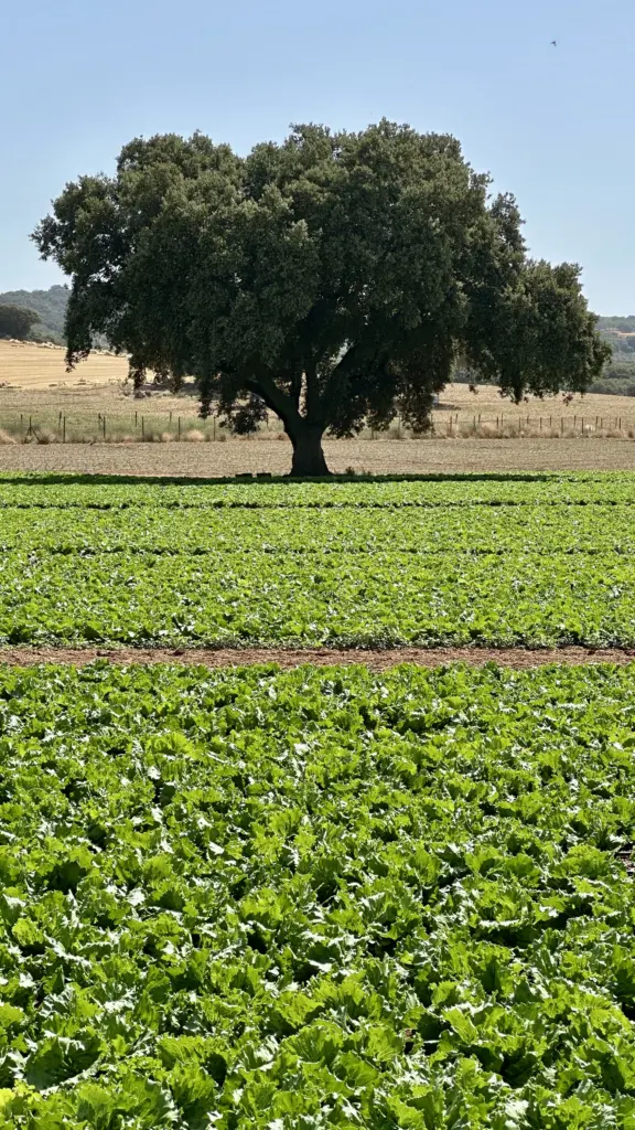 Biotecnología agrícola